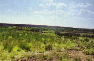 tullaghstown bog